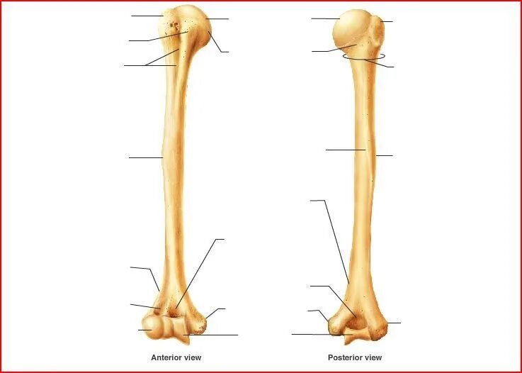 Плечевая кость латынь. Плечевая кость строение анатомия. Humerus. Humerus анатомия. Humerus латынь.