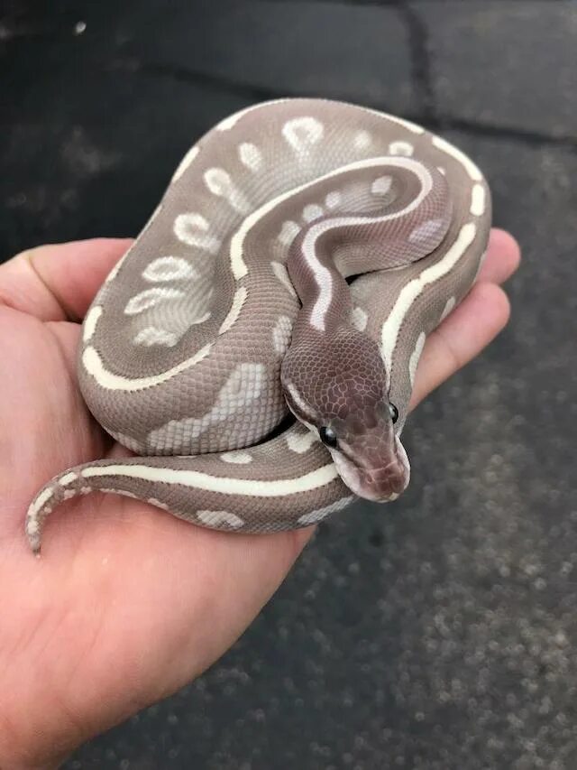 Python price