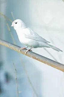 Белые птицы сладкий