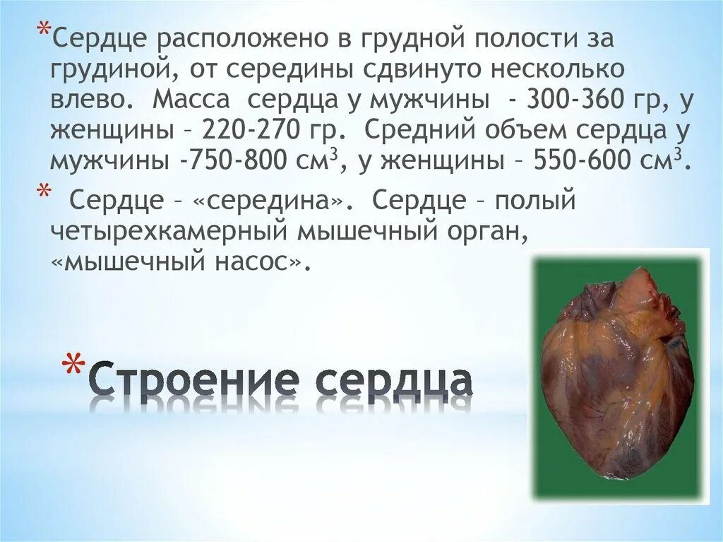 Масса человеческого сердца. Размер сердца синего кита. Самое большое сердце кита. Сердце весит. Анатомия и физиология сердца кратко.