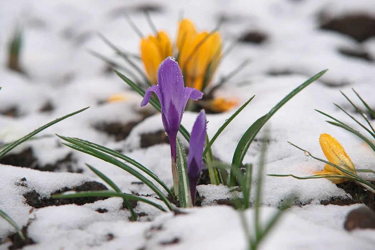 Желтые крокусы в снегу. Зима в мае. Синий подснежник на снегу. Весна проталины подснежники. Первоцветы подснежники крокусы.