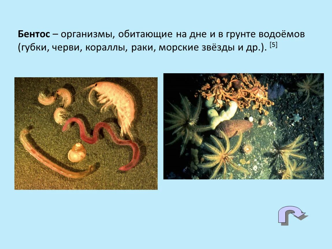Краб бентос. Морской гребешок это бентос. Бентос группа организмов. Организмы обитающие на дне. Организмы мирового океана.