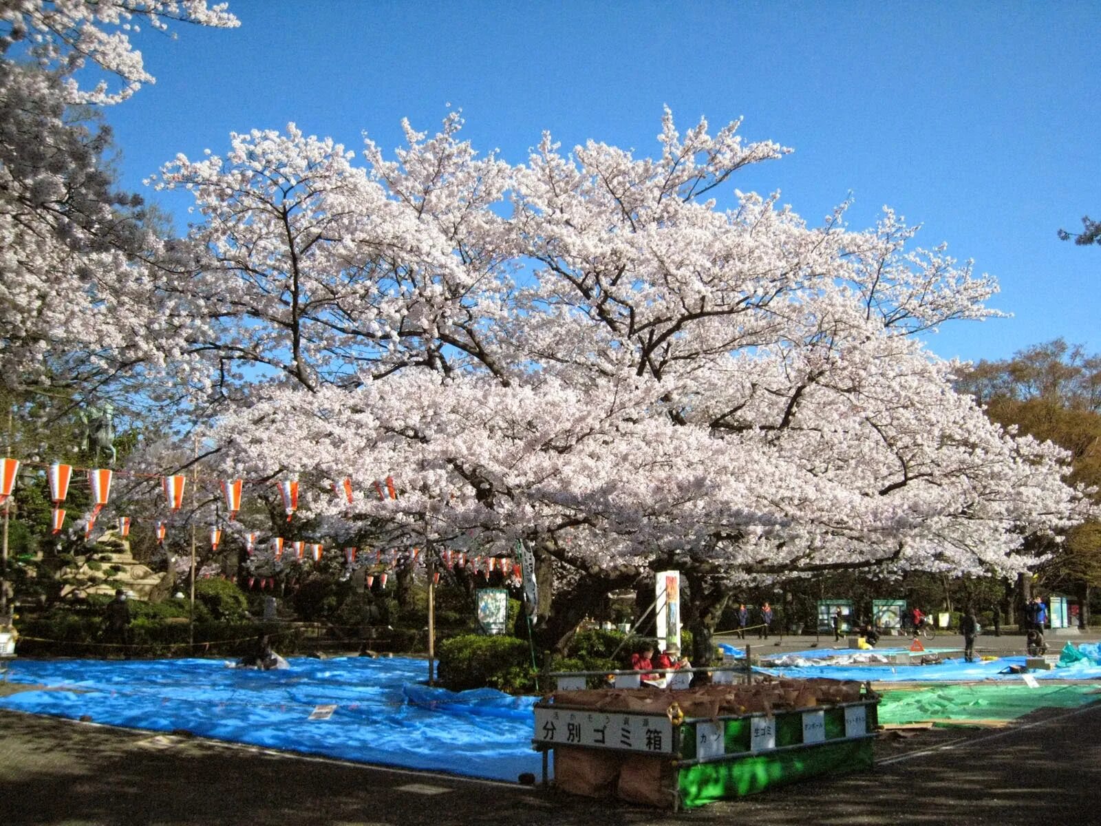 Уено. Парк Уэно в Японии. Сад Уэно Токио. Уэно парк Токио Япония Токийский музей. Сакура цветёт Уэно Токио.
