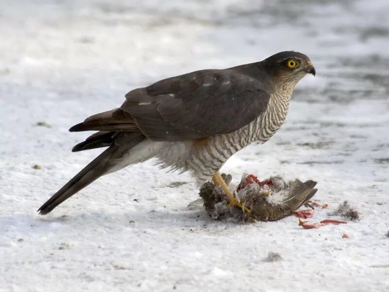Ястреб тетеревятник европейский. Ястреб канюк. Какие хищные птицы живут в городе. Какие хищные птицы живут в городе. Ястреб-перепелятник хвост.