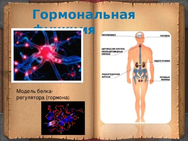 Регуляторную функцию выполняет белок