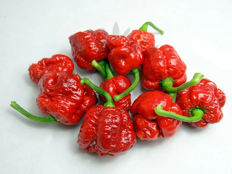 Www pepper. Перец Moruga Scorpion. Trinidad Moruga Scorpion. Перец Скорпион Тринидада куст.