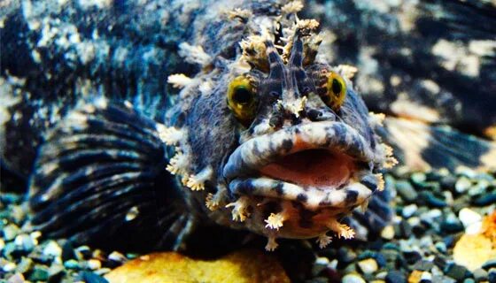 Морская собачка. Морская собака охотское море. Морская собачка звонимира. Морская собака моллюск. Щучья морская собачка.