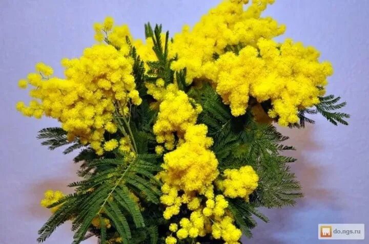 Mimosa en fleurs Arboles, Flores