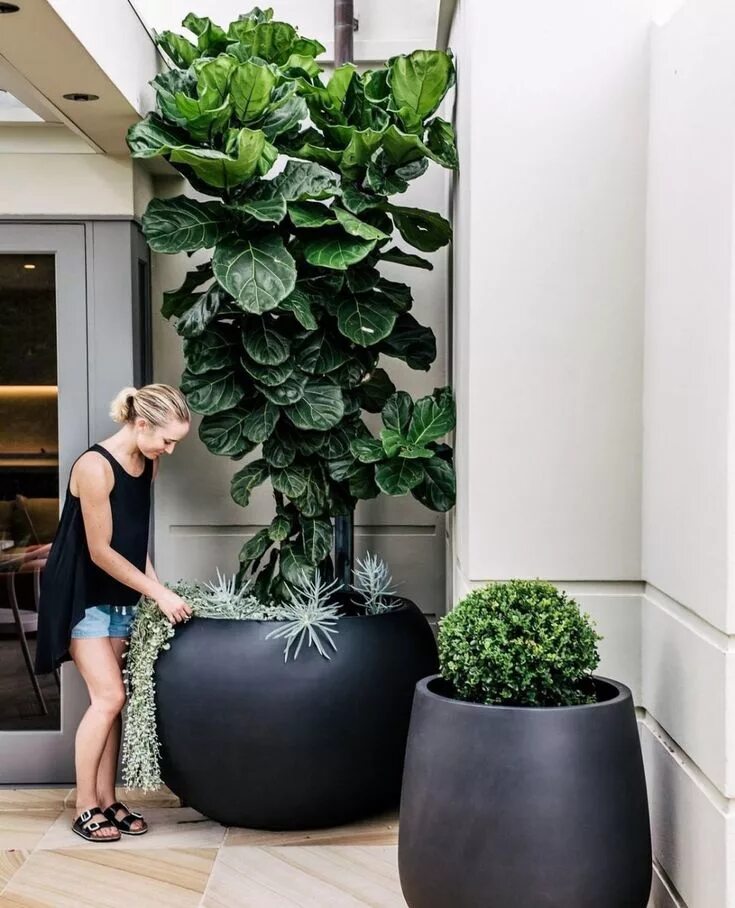 Huge plants. Растение Горшечное фикус лирата. Фикус лировидный Андре. Фикус лирата в Lechuza. Фикус лирата гигант.