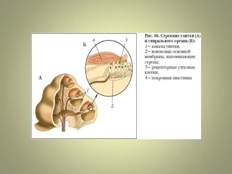 Строение улитки и спирального органа. Улитка анатомия уха. Строение улитки уха и спирального органа. Спиральный орган внутреннего уха. Улитка выполняет функцию