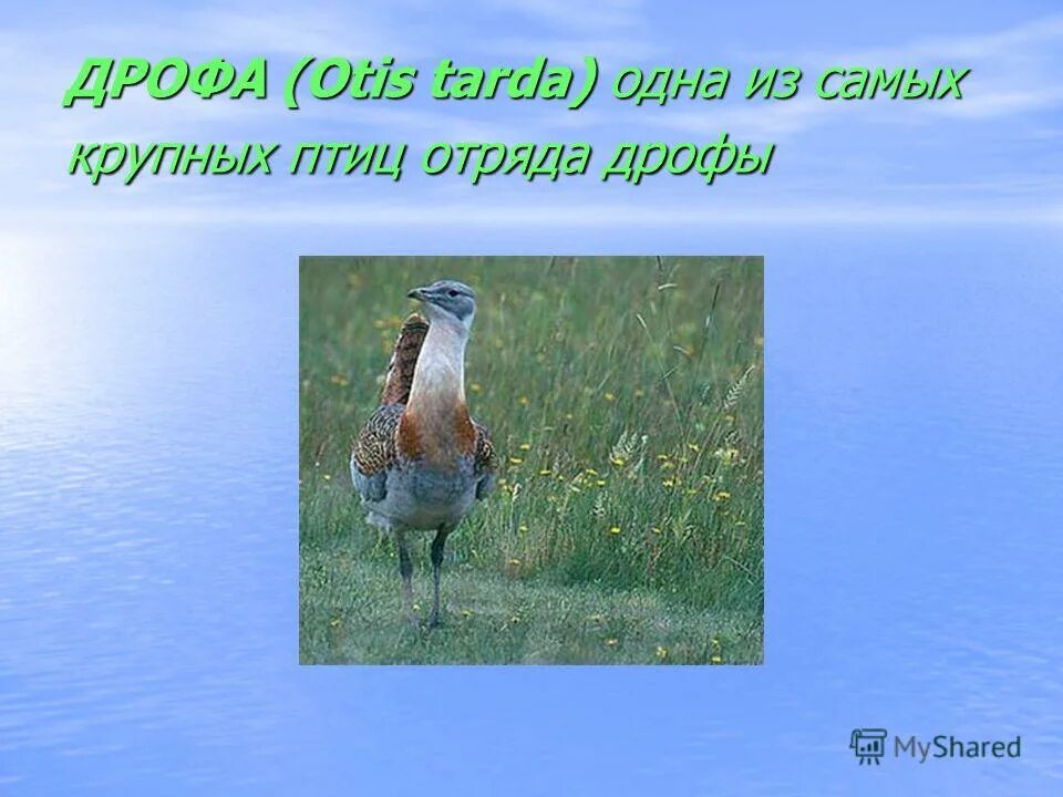 дрофа где обитает природная зона