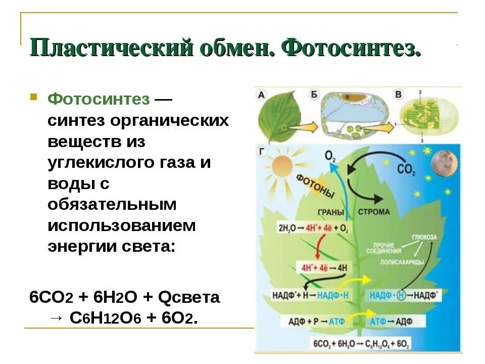 Углекислый газ вода атф. Биология 10 класс пластический обмен фотосинтез хемосинтез. Общая схема процесса фотосинтеза. Фотосинтез в клетке схема. Процесс фотосинтеза у растений схема