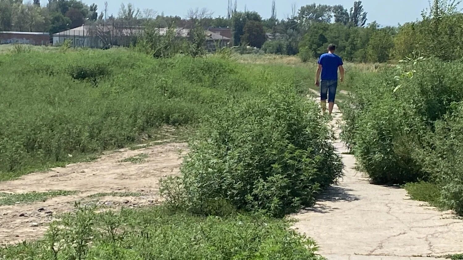 Амброзия. Амброзия фото. Цветущая амброзия. Астрахань амброзия в городе. Амброзия в россии