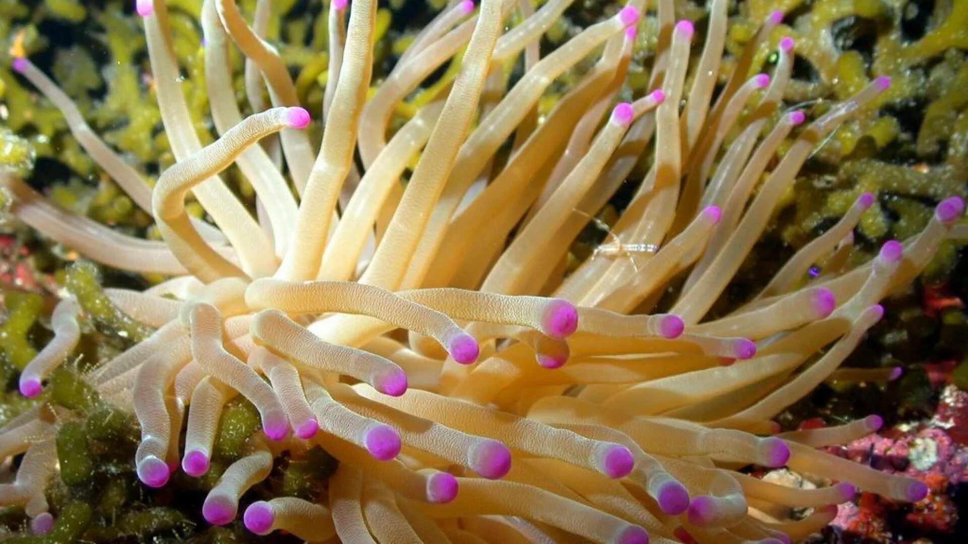 Кораллы актинии. Актиния анемон. Актиния водоросль. Водоросль хищник Pfiesteria piscicida.