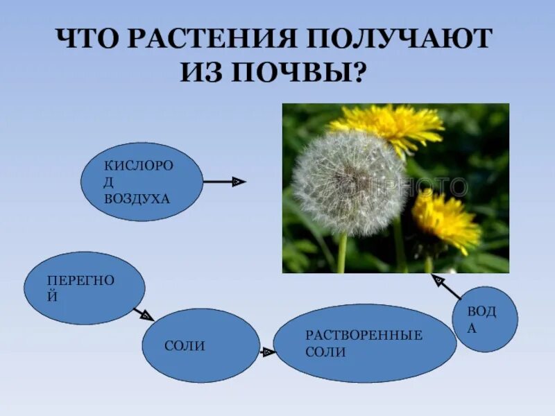 Какие изделия получают из растений. Что растения получают из почвы. что растения получают из воздуха. что растения получают из почвы 3 класс. растение получают из почвы перегной.