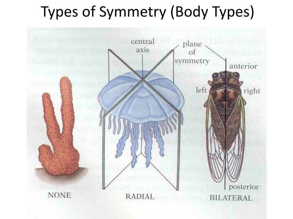 Тип симметрии животного радиальную. Билатеральная симметрия у животных. Двусторонняя симметрия у животных. Медуза симметрия тела. У медузы лучевая симметрия тела.