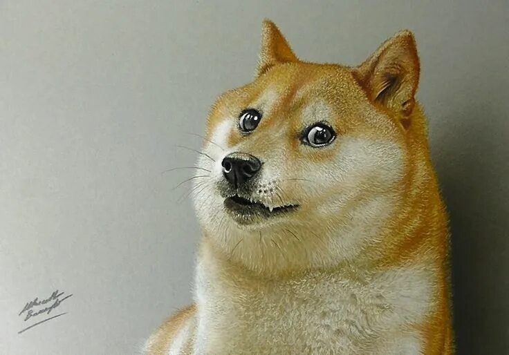 #doge #1080P #wallpaper #hdwallpaper #desktop Doge, Doge meme, Monkey pictures
