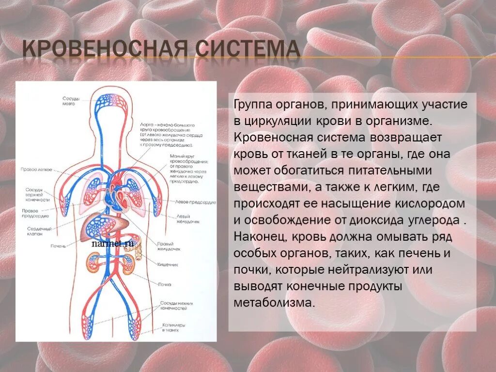Кровеносная система. Информация о кровеносной системе. Проект по кровеносной системе человека. Кровеносная система человека сообщение.
