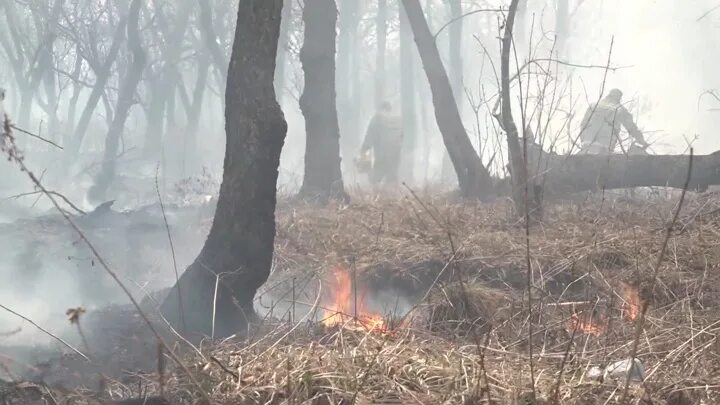 Крупный Лесной пожар в Приморье 2014. Лесной пожар гонимый ветром жалит. Ветер гонит огонь.