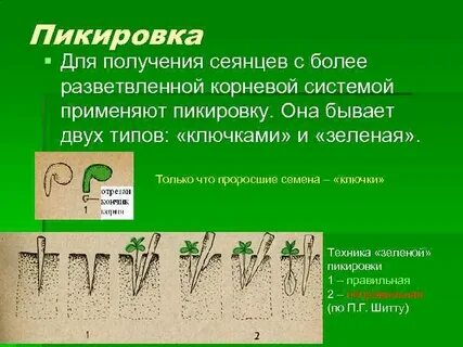 Значение пикировки для овощевода