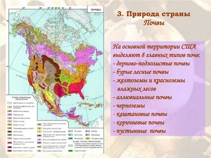 Какая почва в смешанных лесах северной америки