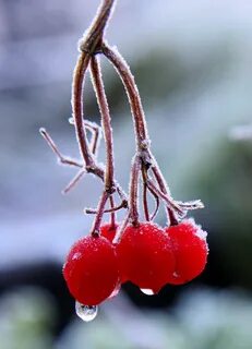 Сладкие красные ягоды