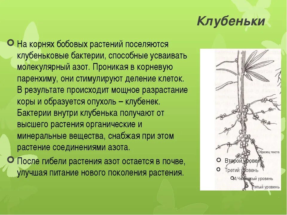 Кампания корень