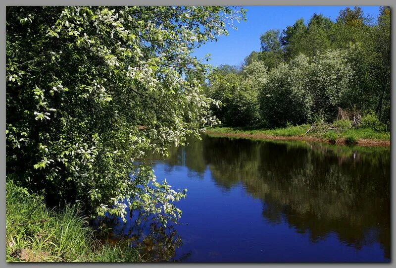 ивушки текст. над речкою быстрою. над речкою быстрою. утренняя рыбалка картина. радуга над вяткой.