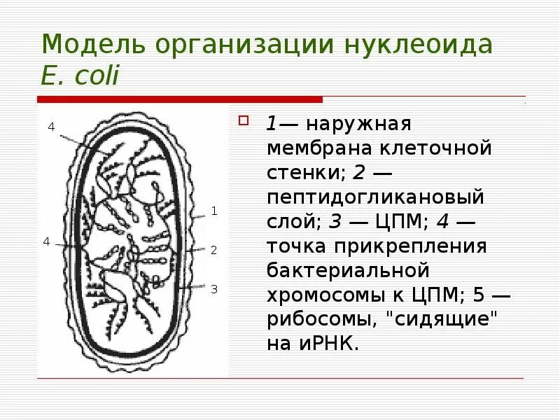 Нуклеоид прокариот