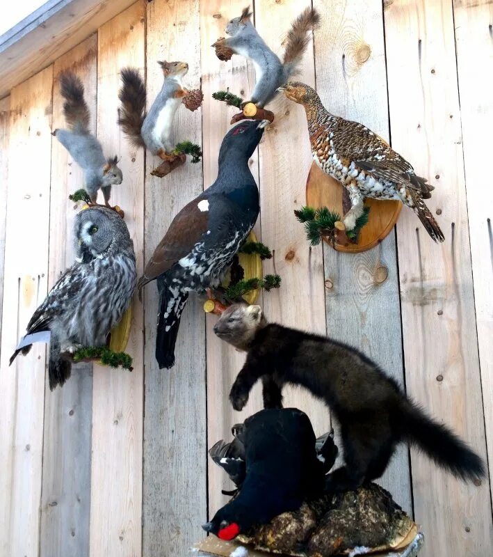 Чучела животных и птиц. Чучело птицы рябчик. Таксидермическое чучело птицы утка. Таксидермия утки. Чучела животных и птиц.