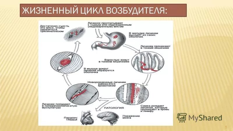 Жизненный цикл возбудителя. Трихинеллез жизненный цикл. Trichinella spiralis жизненный цикл. Трихинеллез жизненный ЦИК.