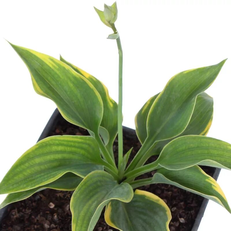 Хоста алватин тейлор. Хоста гибридная алватин тейлор. Хоста гибридная алватин. Хоста гибридная алватин тейлор. Хоста (hosta `alvatine taylor`).