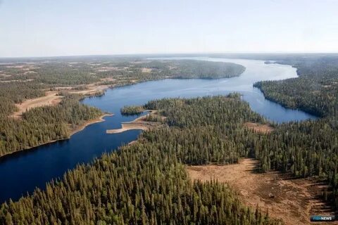 Защитные леса расположены на