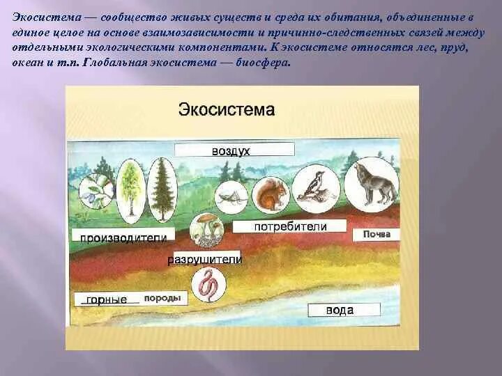 Урок 16 биология. Структура природного сообщества 5 класс биология. Структура природного сообщества 5 уровней. Природное сообщество экосистема. Природные экологические системы.