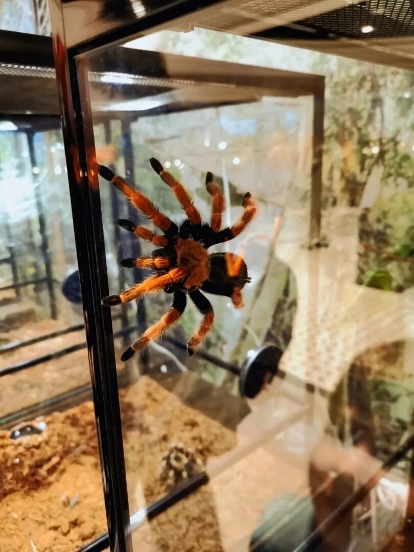Выставка пауков киров росинка. Пауки гиганты выставка киров. Выставка живых пауков. Тц уровни выставка пауков. Выставка пауков.