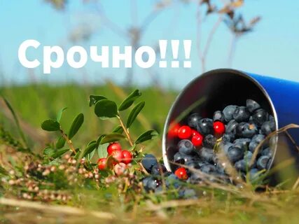 Вкус природы
