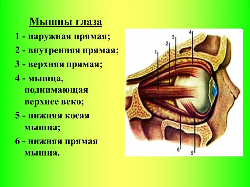 Внутримышечный укол седалищный нерв. Мышцы глаза. Ендова верхняя для металлочерепицы. Вид глаза спереди анатомия. Глазодвигательные мышцы глаза.