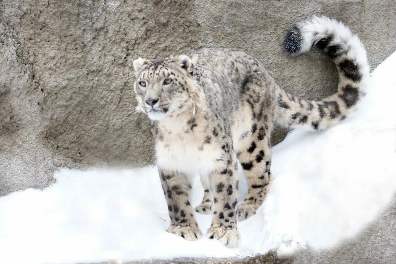 - Снежный Барс (Panthera uncia. Снежный Барс (Ирбис, снежный леопард). Ирбис (снежный Барс) uncia uncia. Ирбис, или снежный Барс (uncia uncia, Panthera uncia).