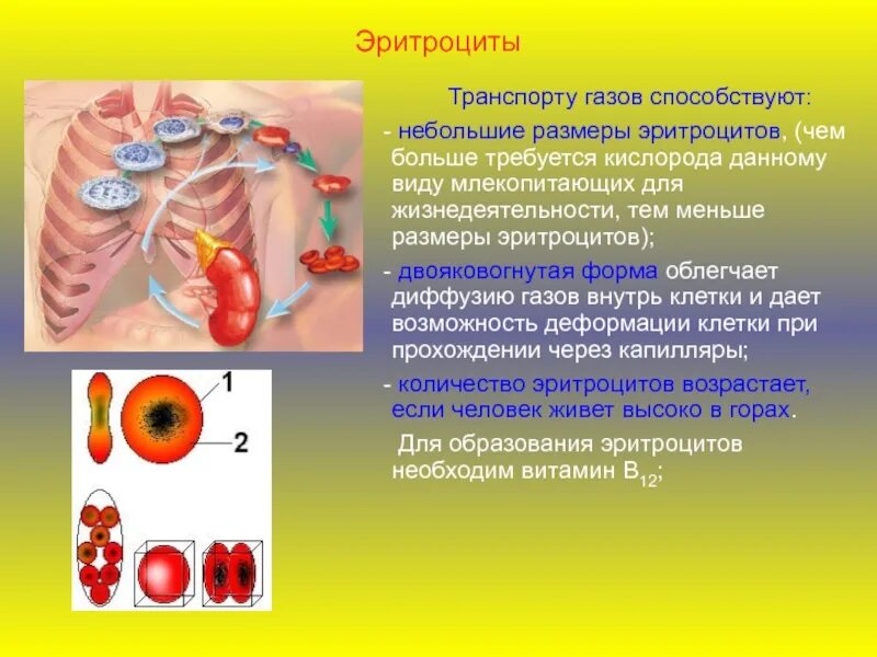 Эритроциты транспорт