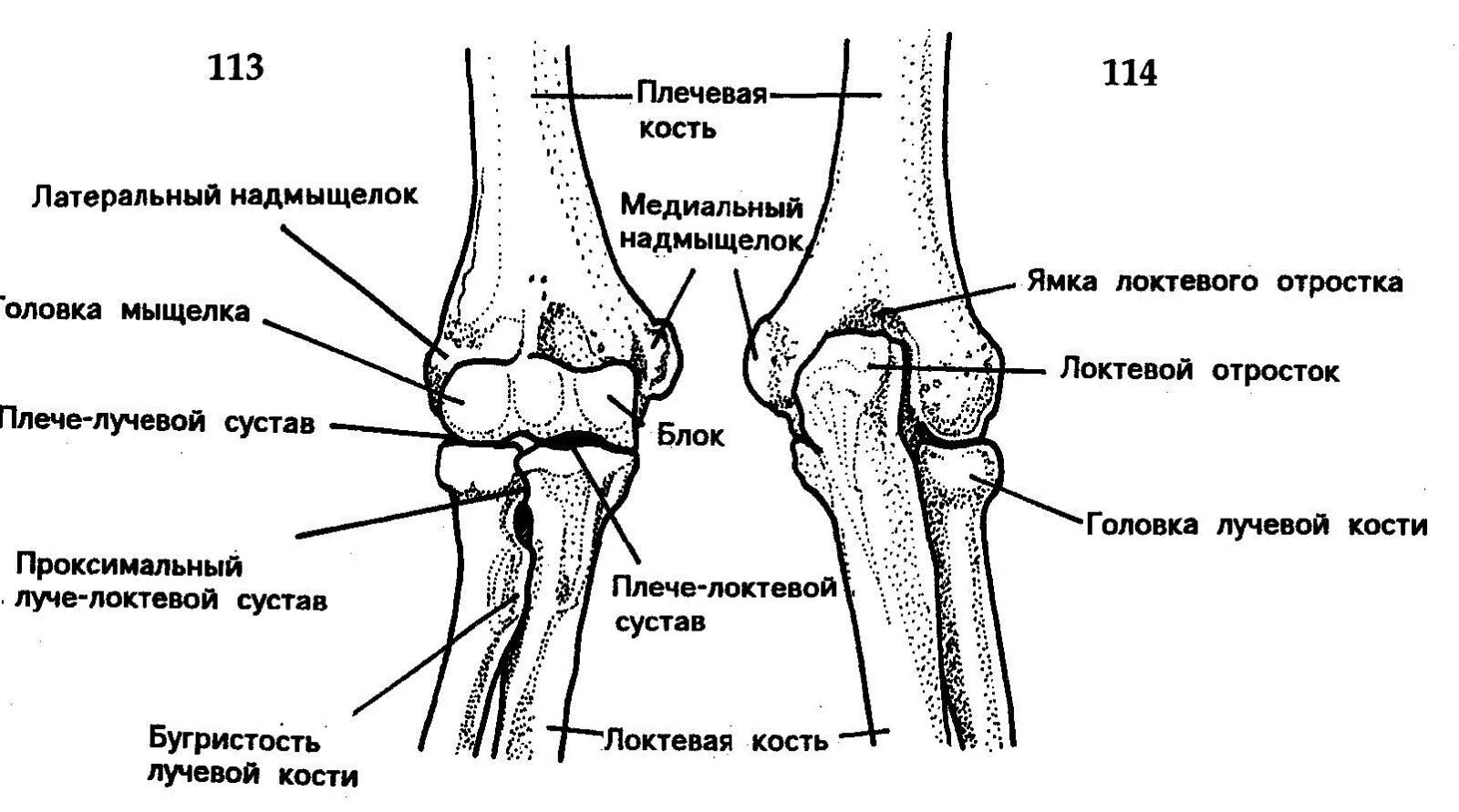 локтевой сустав и кости предплечья. локтевой сустав вид спереди. строение локтевого сустава кости. схема строения локтевого сустава. локтевой сустав (articulatio cubiti).