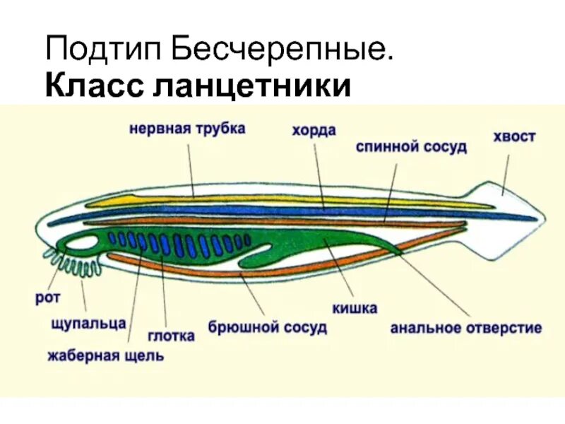 Выделительная система ланцетника. Строение ланцетника 7 класс биология таблица. Подтип Бесчерепные строение ланцетника. Бесчерепные строение ланцетника.