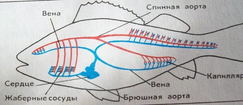 Сердце рыб состоит из камер. Дыхательная система кровеносная система рыб. Кровеносная система рыб схема. Схема строения кровеносной системы рыб. Кровеносная система хрящевых рыб схема.