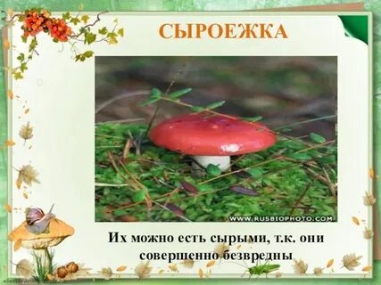 Сыроежка проверочное слово к букве ж
