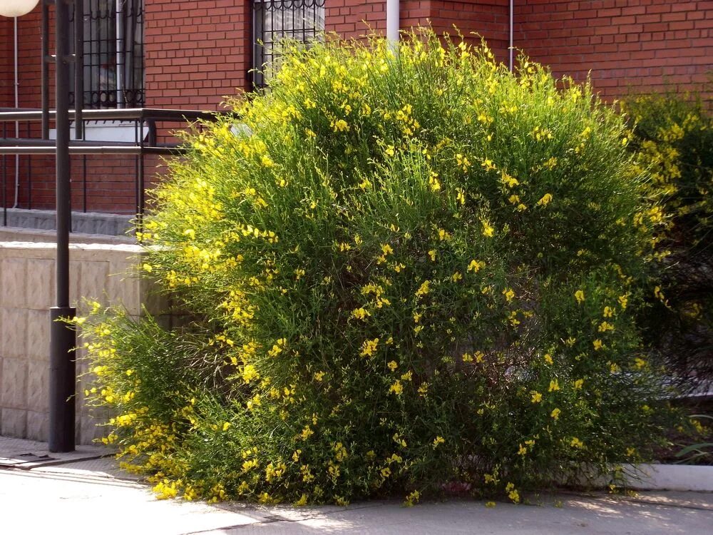 Ракитник дрок. Гул дроп. Дрок испанский кустарник. Дрок испанский кустарник. Ракитник дрок.