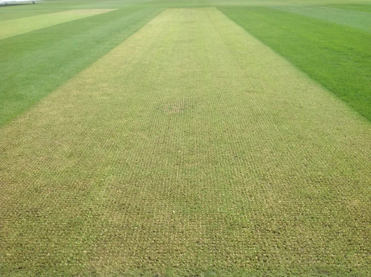 Pitch field. Универсал трава. cricket pitch. крикет текстура. field wild grass first plan.