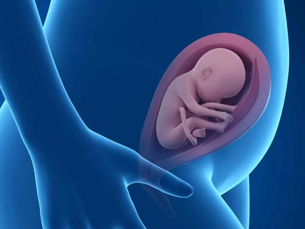 Дети внутри мамы. Эмбрион в утробе матери.
