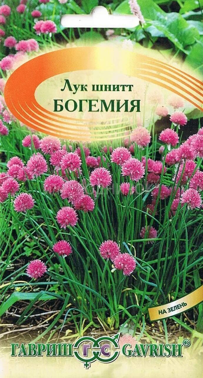 Лук шнитт (Лук скорода) - Саженец/ЗКС 10-20см. 1год (С2) - купить с доставкой по