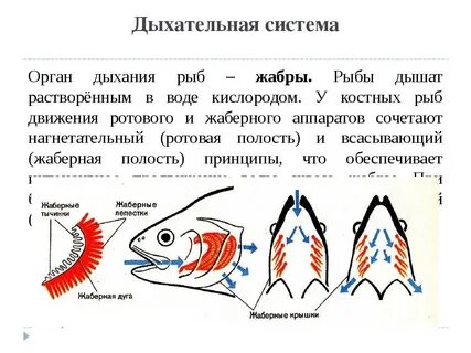 Где у рыбы жабры