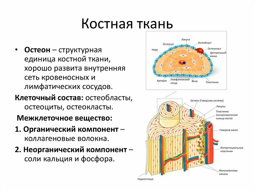 Участвует в образовании костной ткани. Строение костной ткани анатомия. Скелетная костная ткань строение. Строение кости человека Остеон. Образование костной ткани схема.