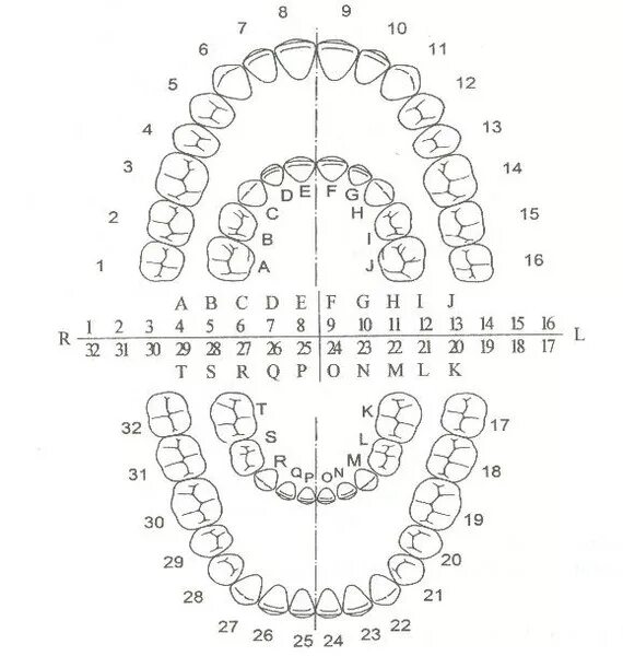 Нумерация зубов в стоматологии схема у взрослых. Схема зубов человека с нумерацией стоматологии. Стоматология нумерация зубов верхней челюсти. Нумерация зубов во рту человека схема. Нумерация молочных зубов в стоматологии схема у детей.